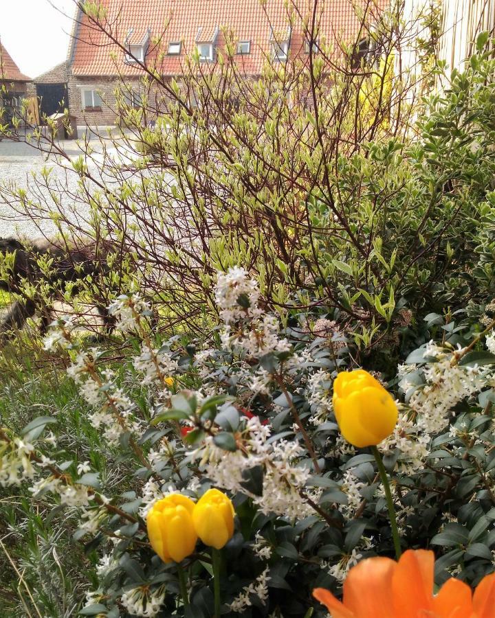 La Ferme De La Papote Bed & Breakfast Morbecque Dış mekan fotoğraf